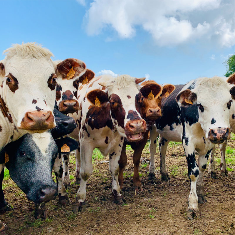 Our Story Enkanasa Cow